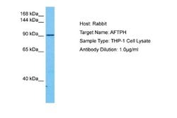 AFTPH Rabbit anti-Human, Polyclonal, Novus Biologicals 0.1 mL | Buy Online | Novus Biologicals | Fisher Scientific